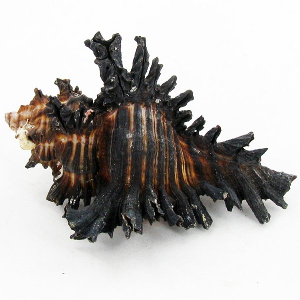 Scarce Collectible Murex Brunneus Shell: Excellent scarce specimen; 2in