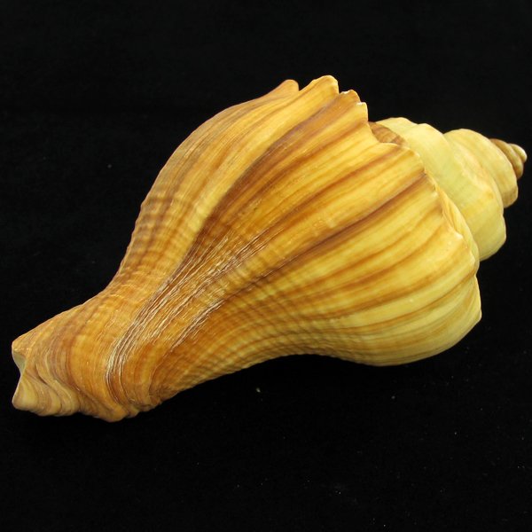 Scarce Collectible Melongena Pugilina Shell: Excellent scarce specimen; 4in