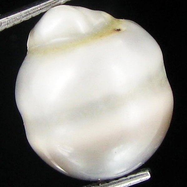 14.88ct Freeform Tahitian Black Pearl: Scarcely shaped; drilled and ready for one-of-a-kind pendant