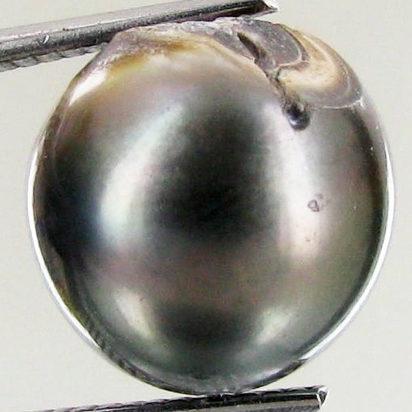 12.84ct Freeform Tahitian Black Pearl: Scarcely shaped; drilled and ready for one-of-a-kind pendant
