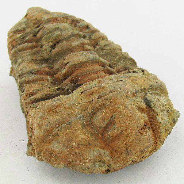 174gm Tribolite Fossil: Scarce 500 million year old specimen; 2-4"