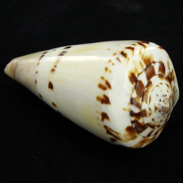 Scarce Collectible Polished Conus Capitaneus Shell: Excellent scarce specimen; 1.25in