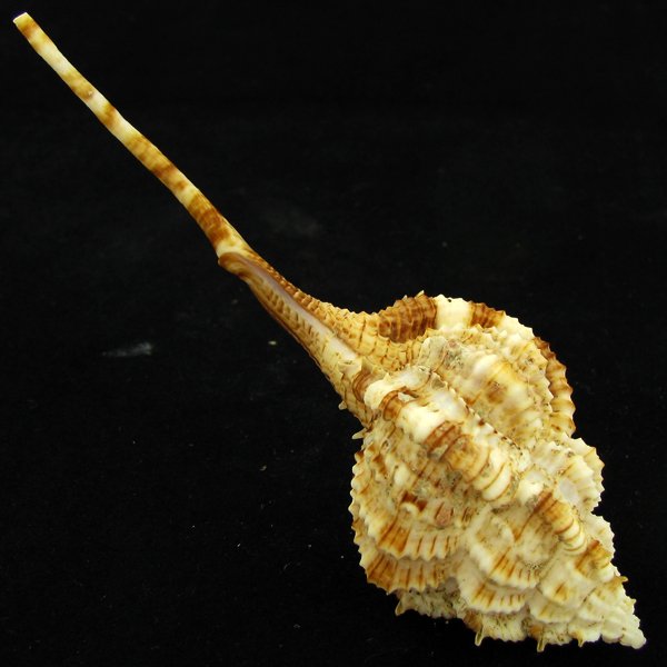 Scarce Collectible Murex Hirasei Shell: Excellent scarce specimen; 4in