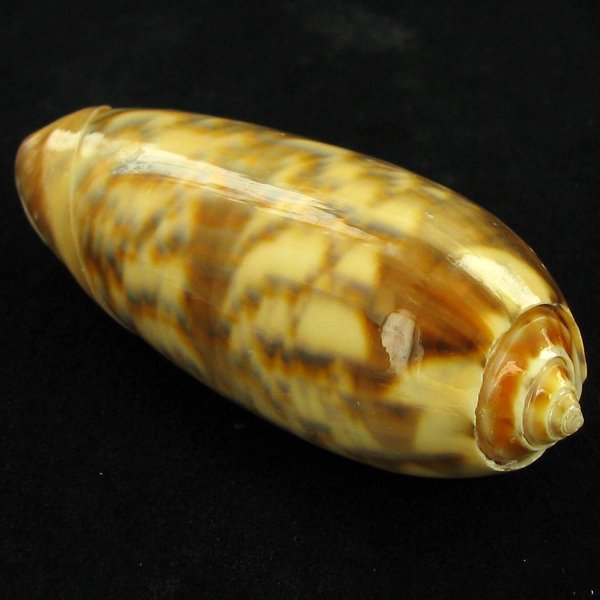 Scarce Collectible Oliva Miniacea Shell: Excellent scarce specimen; 2.5in