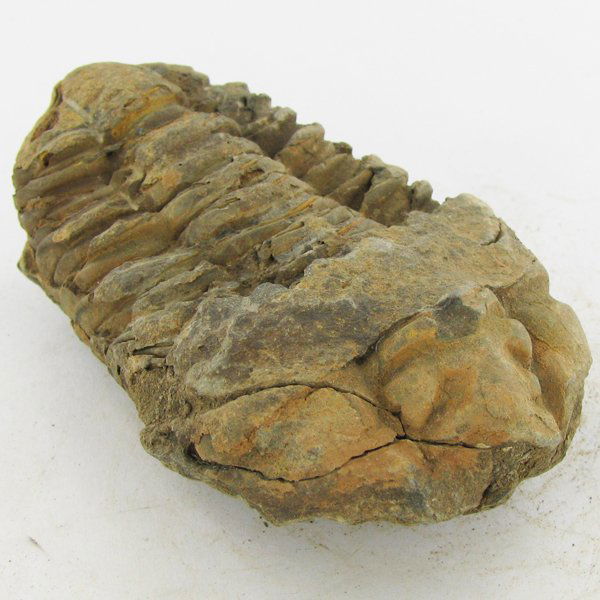 144gm Tribolite Fossil: Scarce 500 million year old specimen; 2-4"