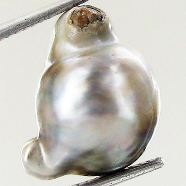 11.26ct Freeform Tahitian Black Pearl: Scarcely shaped; drilled and ready for one-of-a-kind pendant