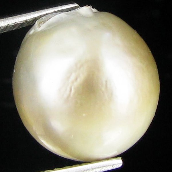 12.79ct Freeform Tahitian Black Pearl: Scarcely shaped; drilled and ready for one-of-a-kind pendant