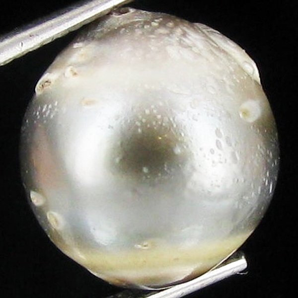 15.65ct Freeform Tahitian Black Pearl: Scarcely shaped; drilled and ready for one-of-a-kind pendant