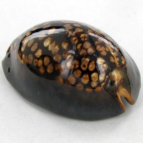 Scarce Collectible Cypraea Mauritiana Shell: Excellent scarce specimen; 3in