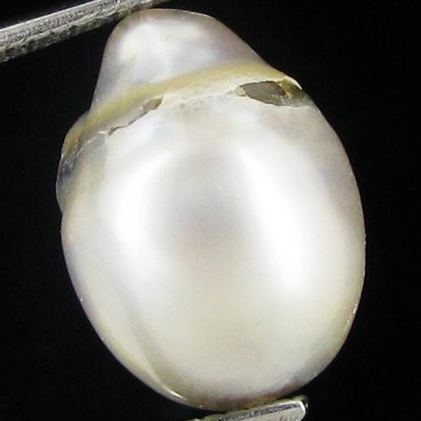 7.2ct Freeform Tahitian Black Pearl: Scarcely shaped; drilled and ready for one-of-a-kind pendant