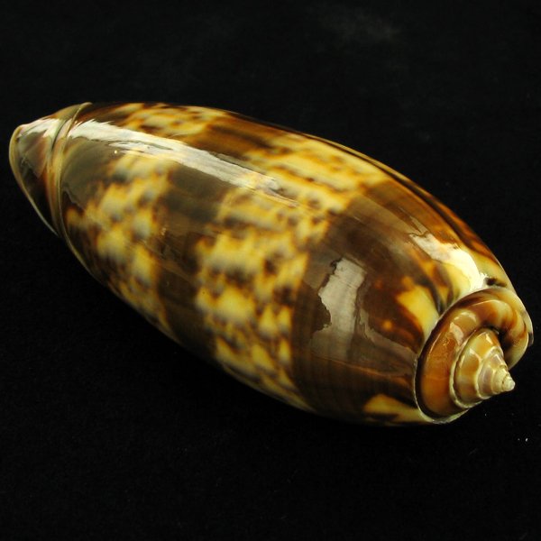 Scarce Collectible Oliva Miniacea Shell: Excellent scarce specimen; 2.5in