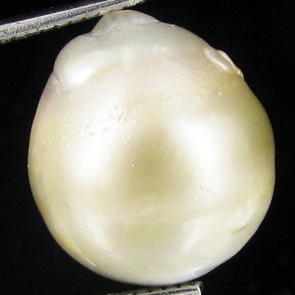 19.38ct Freeform Tahitian Black Pearl: Scarcely shaped; drilled and ready for one-of-a-kind pendant