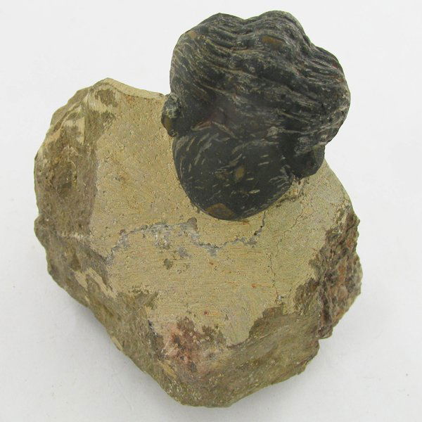 299gm Preserved Tribolite Fossil On Base Material: Scarce 500 million year old specimen; 2-4"