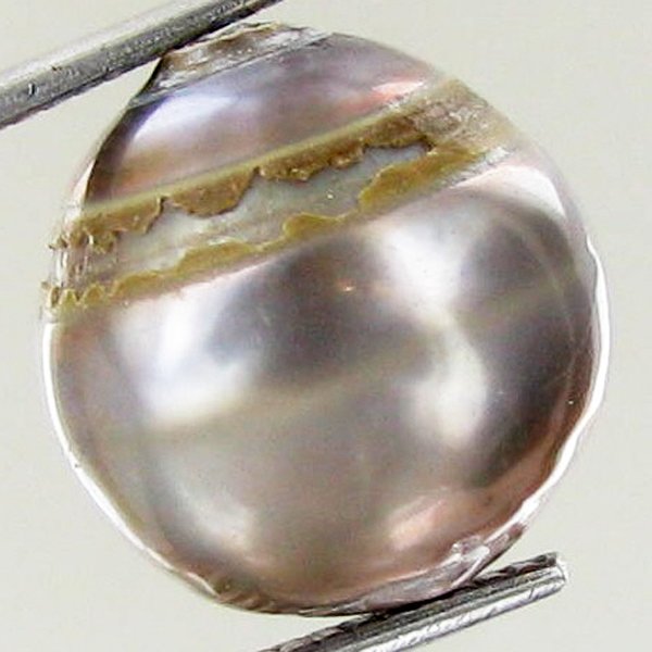 15.21ct Freeform Tahitian Black Pearl: Scarcely shaped; drilled and ready for one-of-a-kind pendant