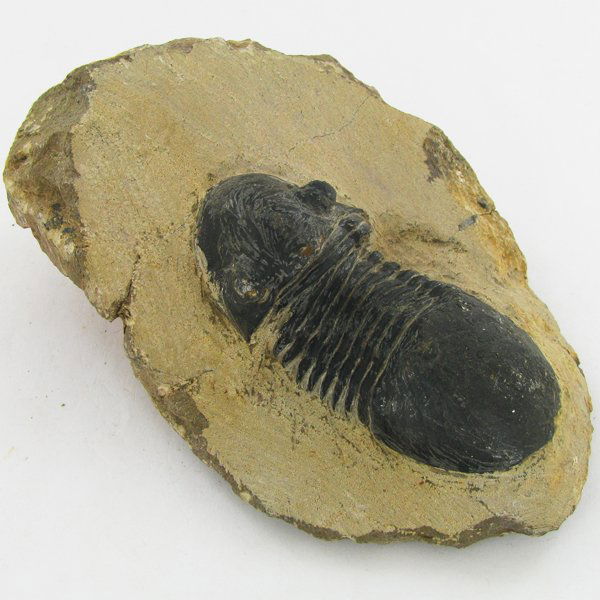 392gm Preserved Tribolite Fossil On Base Material: Scarce 500 million year old specimen; 2-4"