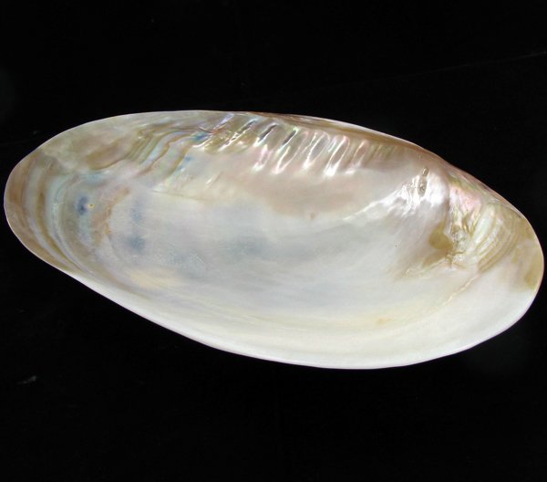 Shell Soapdish