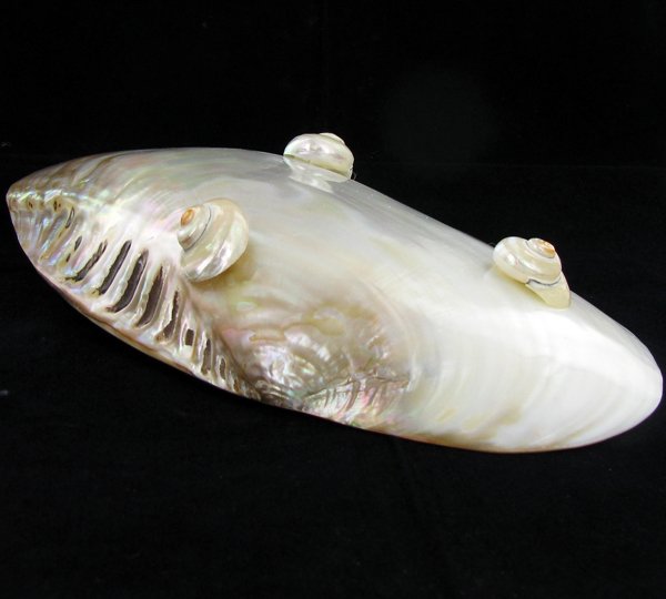 Shell Soapdish - 2