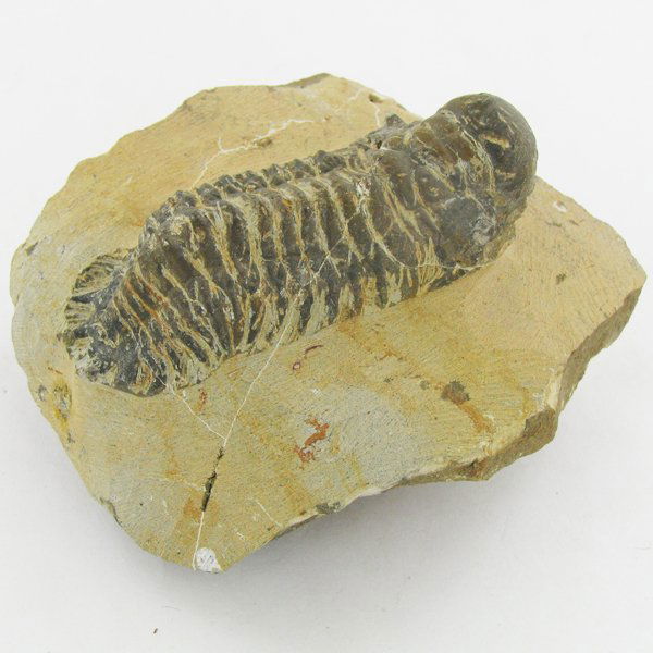 299gm Preserved Tribolite Fossil On Base Material: Scarce 500 million year old specimen; 2-4"