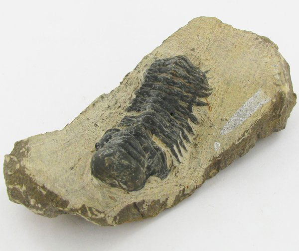 371gm Preserved Tribolite Fossil On Base Material: Scarce 500 million year old specimen; 2-4"