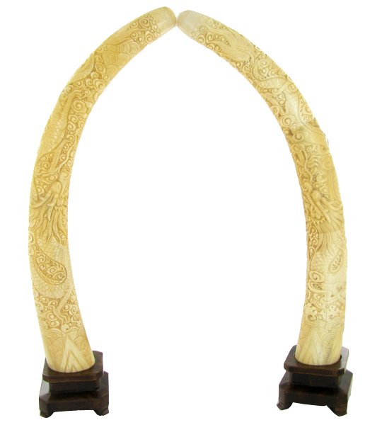 Handcarved Bone Dragon Tusks: Excellent handcarved pair; 14.5"