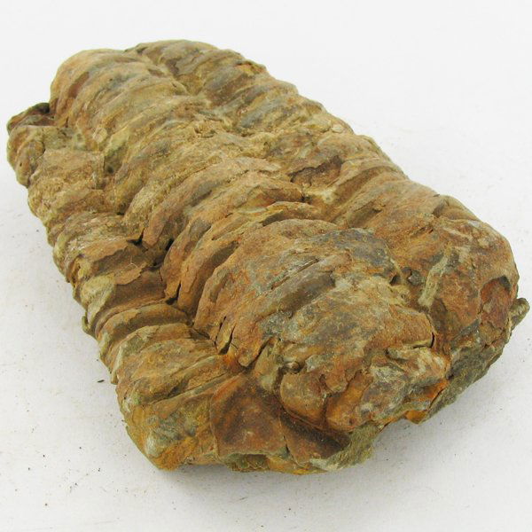 137gm Tribolite Fossil: Scarce 500 million year old specimen; 2-4"