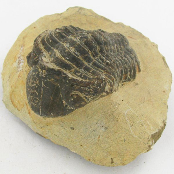 274gm Preserved Tribolite Fossil On Base Material: Scarce 500 million year old specimen; 2-4"