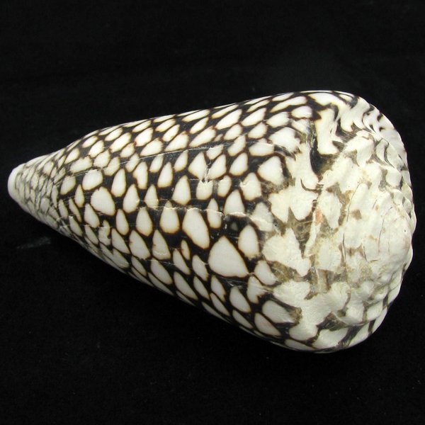 Scarce Collectible Conus Marmoreus Shell: Excellent scarce specimen; 4in