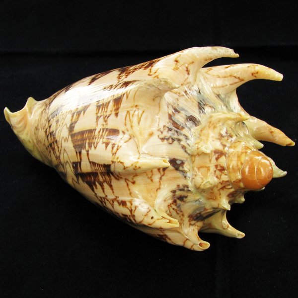 Scarce Collectible Voluta Imperialis Shell: Excellent scarce specimen; 5in