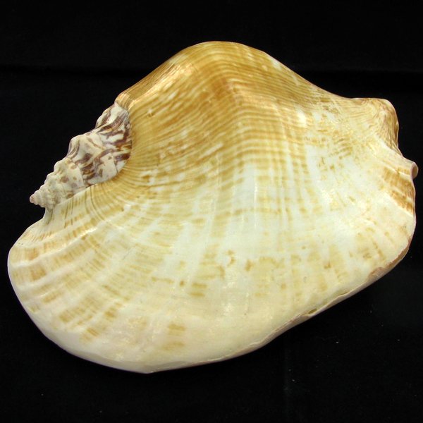 Scarce Collectible Strombus Latissimus Shell: Excellent scarce specimen; 5in
