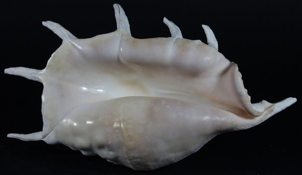 Scarce Collectible Lambis Truncata Shell: Excellent scarce specimen; 12"