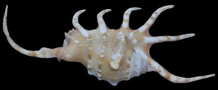 Scarce Collectible Labis Crocata Shell: Excellent scarce specimen; 5"