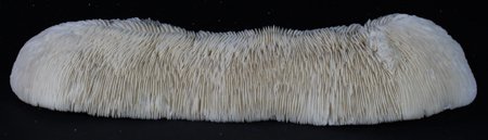 Scarce Collectible Feather Coral: Excellent scarce specimen; 14-15"