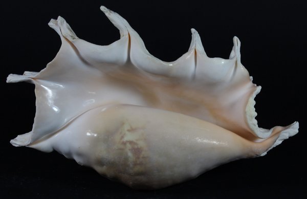 Scarce Collectible Lambis Truncata Shell: Excellent scarce specimen; 11"