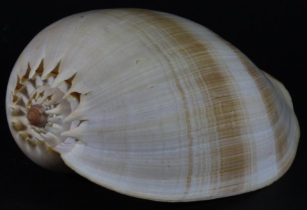 Scarce Collectible Voluta Aethiopicus Shell: Excellent scarce specimen; 7-9"