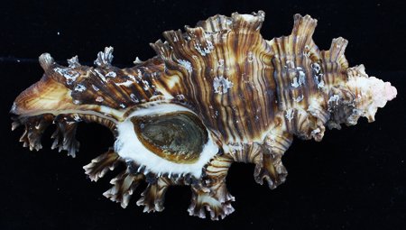 Scarce Collectible Murex Palmrosea Shell: Excellent scarce specimen; 4-5"