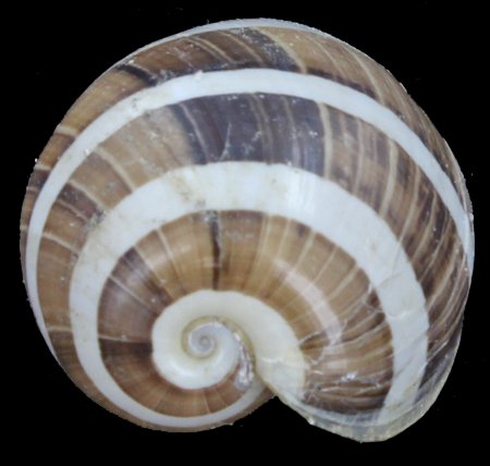 Scarce Collectible Hydatina Albocincta, Lge Shell: Excellent scarce specimen; 1-2"