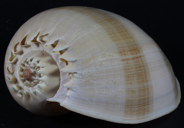 Scarce Collectible Voluta Aethiopicus Shell: Excellent scarce specimen; 7-9"