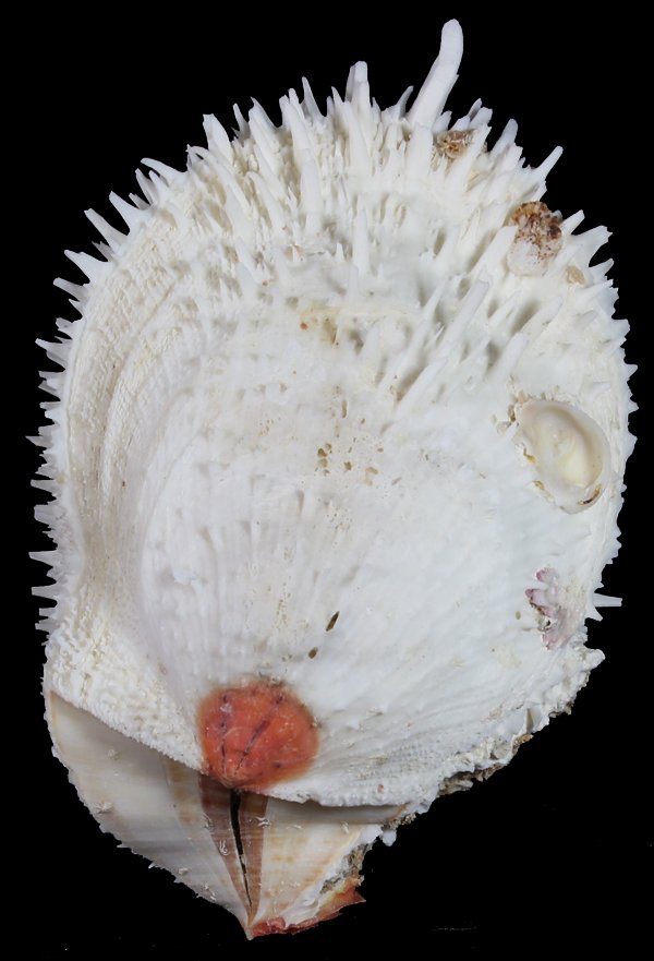 Scarce Collectible Spondylus Varians Large Shell: Excellent scarce specimen; 7-8"