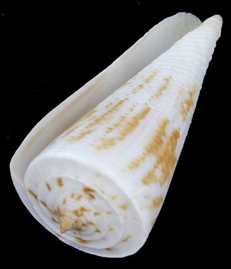 Scarce Collectible Conus Tribblei Shell: Excellent scarce specimen; 2-3"