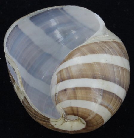 Scarce Collectible Hydatina Albocincta, Lge Shell: Excellent scarce specimen; 1-2"