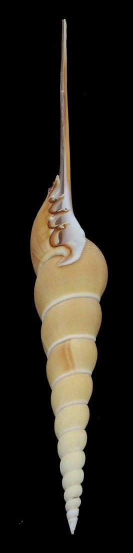 Scarce Collectible Tibia Fusus Shell: Excellent scarce specimen; 10"
