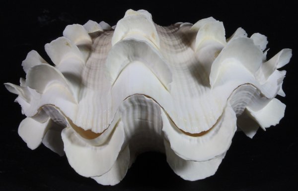 Scarce Collectible Tridacna Squamosa Shell: Excellent scarce specimen; 5-7"