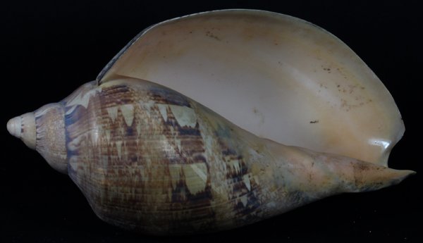 Scarce Collectible Voluta Magnifica Shell: Excellent scarce specimen; 9-10"