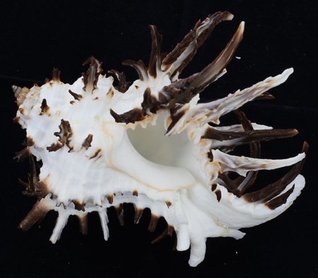 Scarce Collectible Murex Endivia Extra Large Shell: Excellent scarce specimen; 4-5"