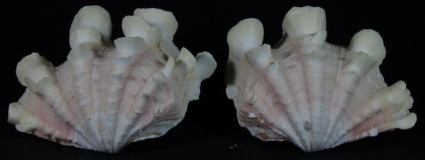 Scarce Collectible Tridacna Squamosa Shell: Excellent scarce specimen; 5-7"