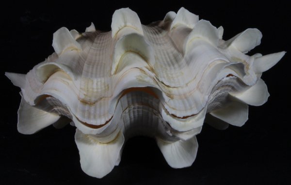 Scarce Collectible Tridacna Squamosa Shell: Excellent scarce specimen; 5-7"