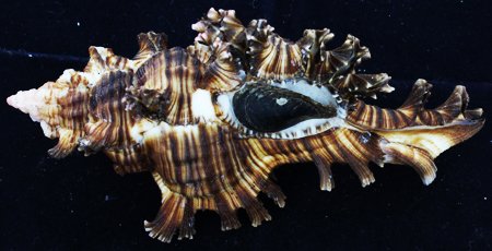 Scarce Collectible Murex Palmrosea Shell: Excellent scarce specimen; 4"