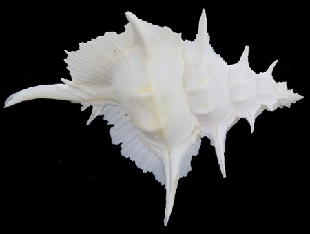 Scarce Collectible Murex Alabaster Shell: Excellent scarce specimen; 6"