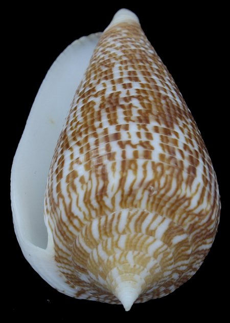 Scarce Collectible Conus Armandillo Shell: Excellent scarce specimen; 3"