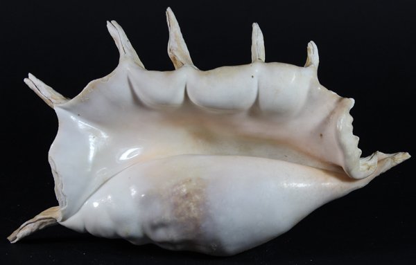 Scarce Collectible Lambis Truncata Shell: Excellent scarce specimen; 12"